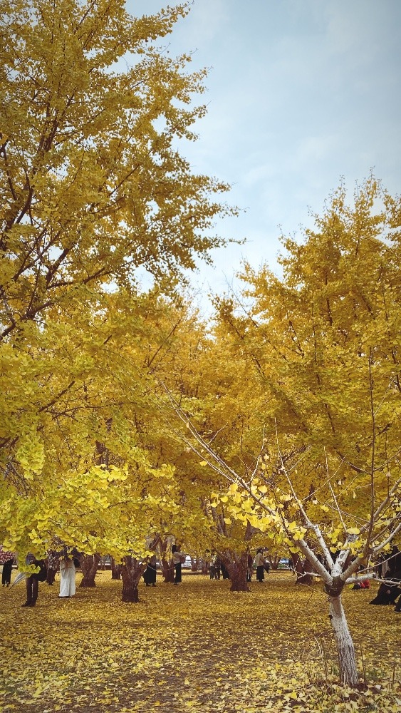 太原のイチョウの紅葉