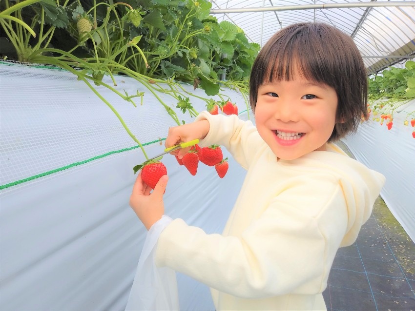 みんな大好き☆いちご狩り