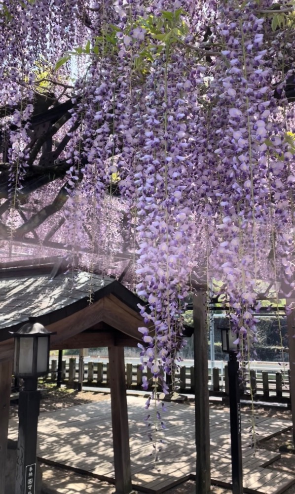 【今が見頃】黒木町の大藤