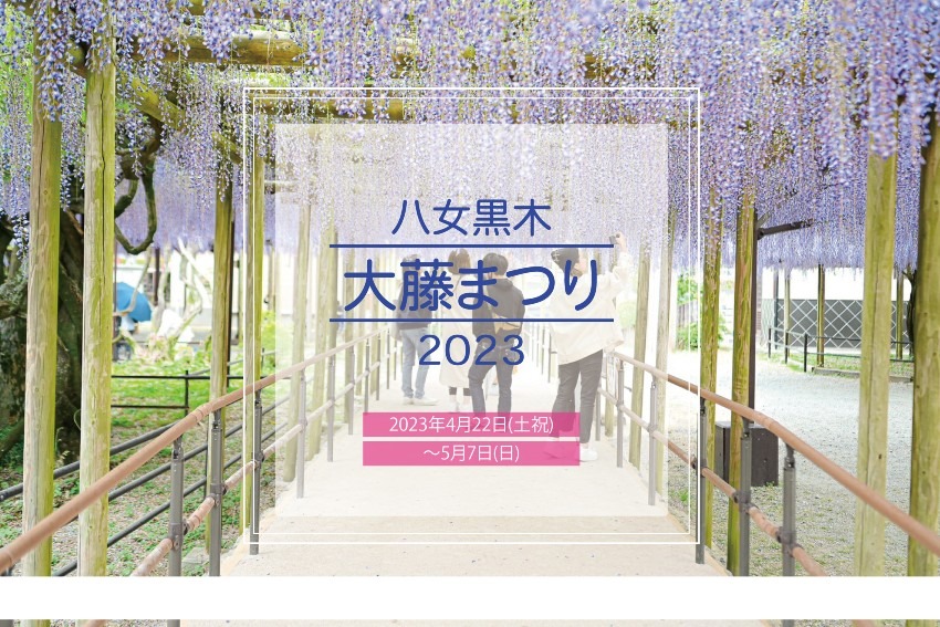 令和5年度 八女黒木『大藤まつり』開催！！