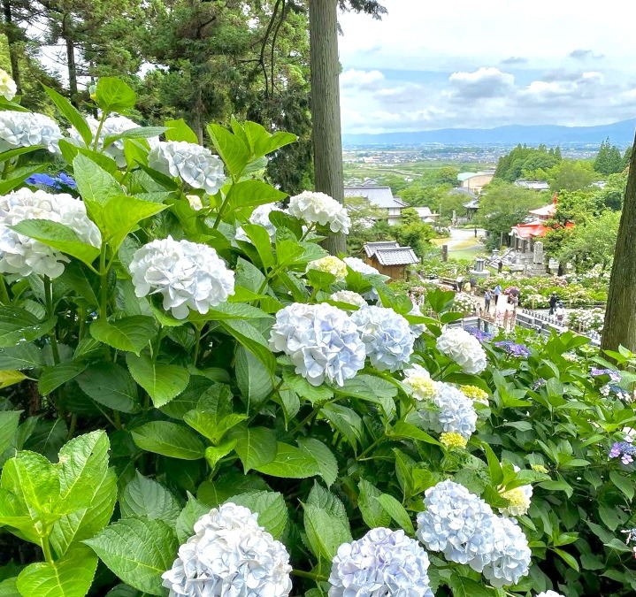 今が見頃な［あじさい寺］