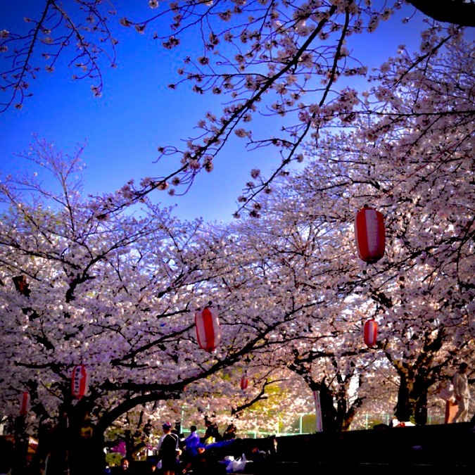 桜が満開🌸街中で桜100本に囲まれて！