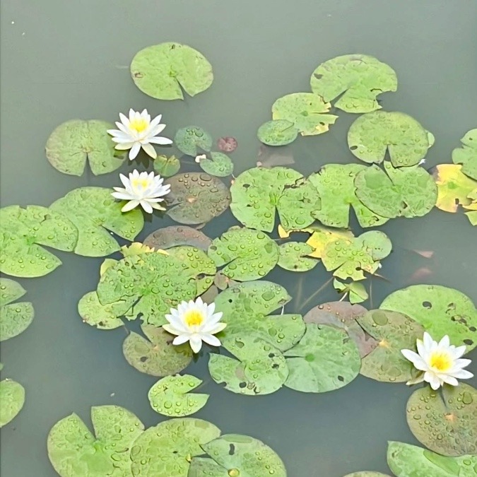 石橋文化センターの初夏の花が見頃